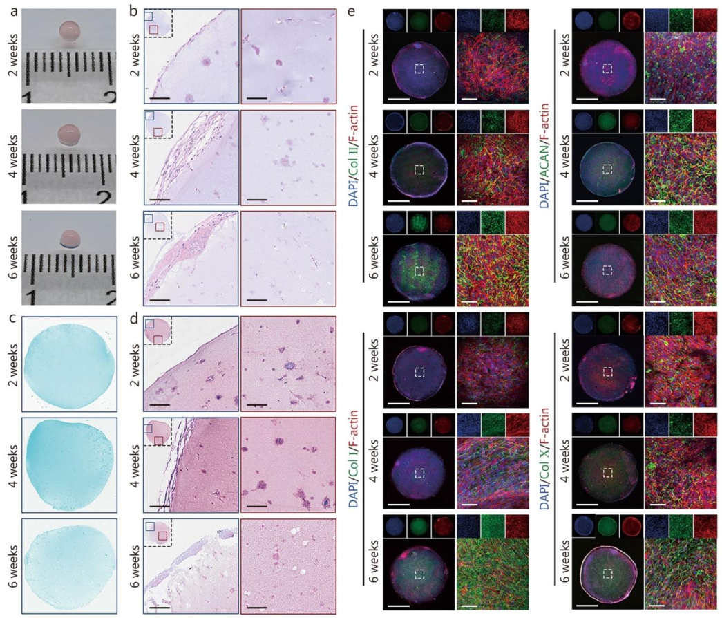 图 4：不同培养时间的软骨类器官评估
