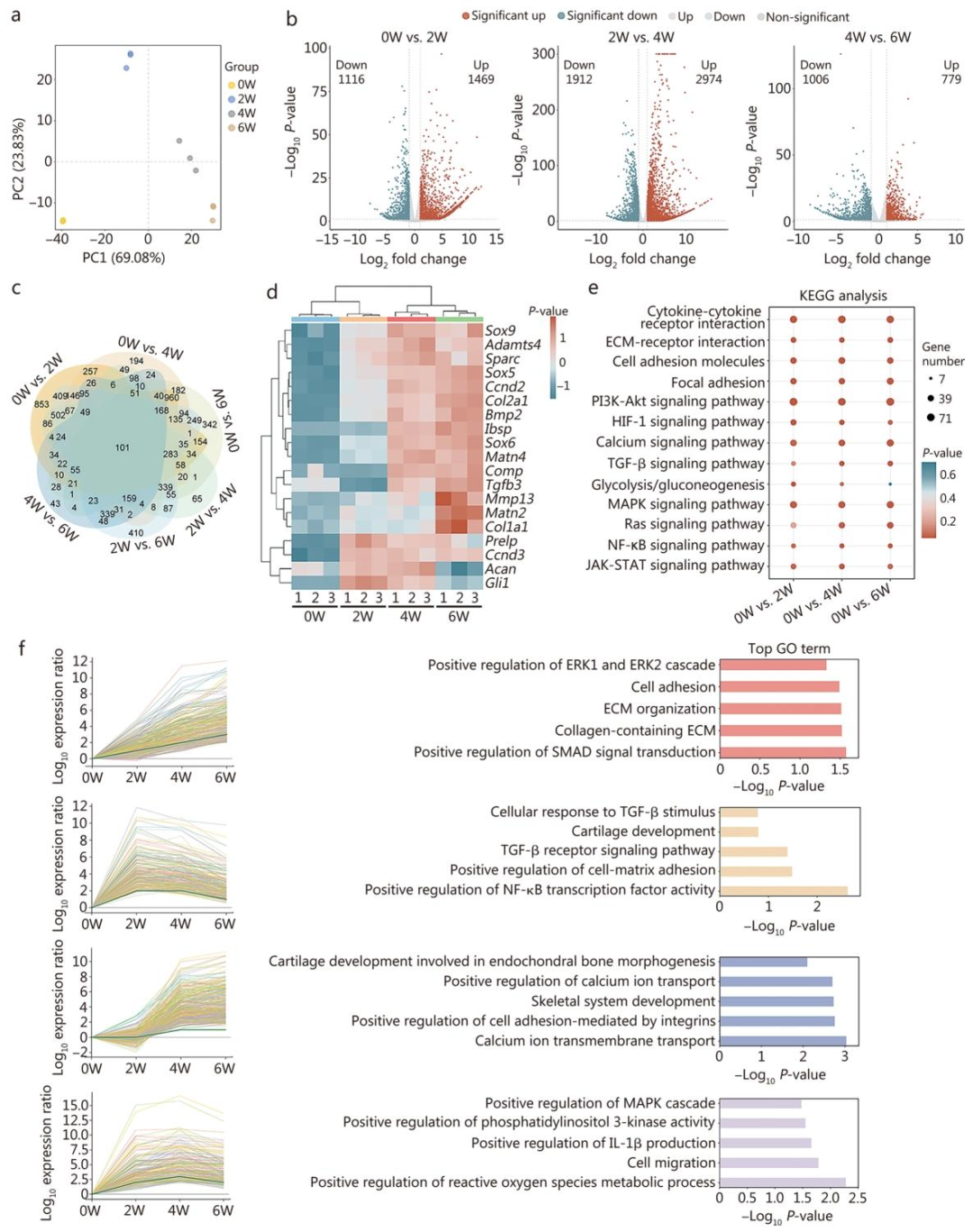 图 5：0、2、4、6 周软骨类器官中 BMSCs 的转录组分析