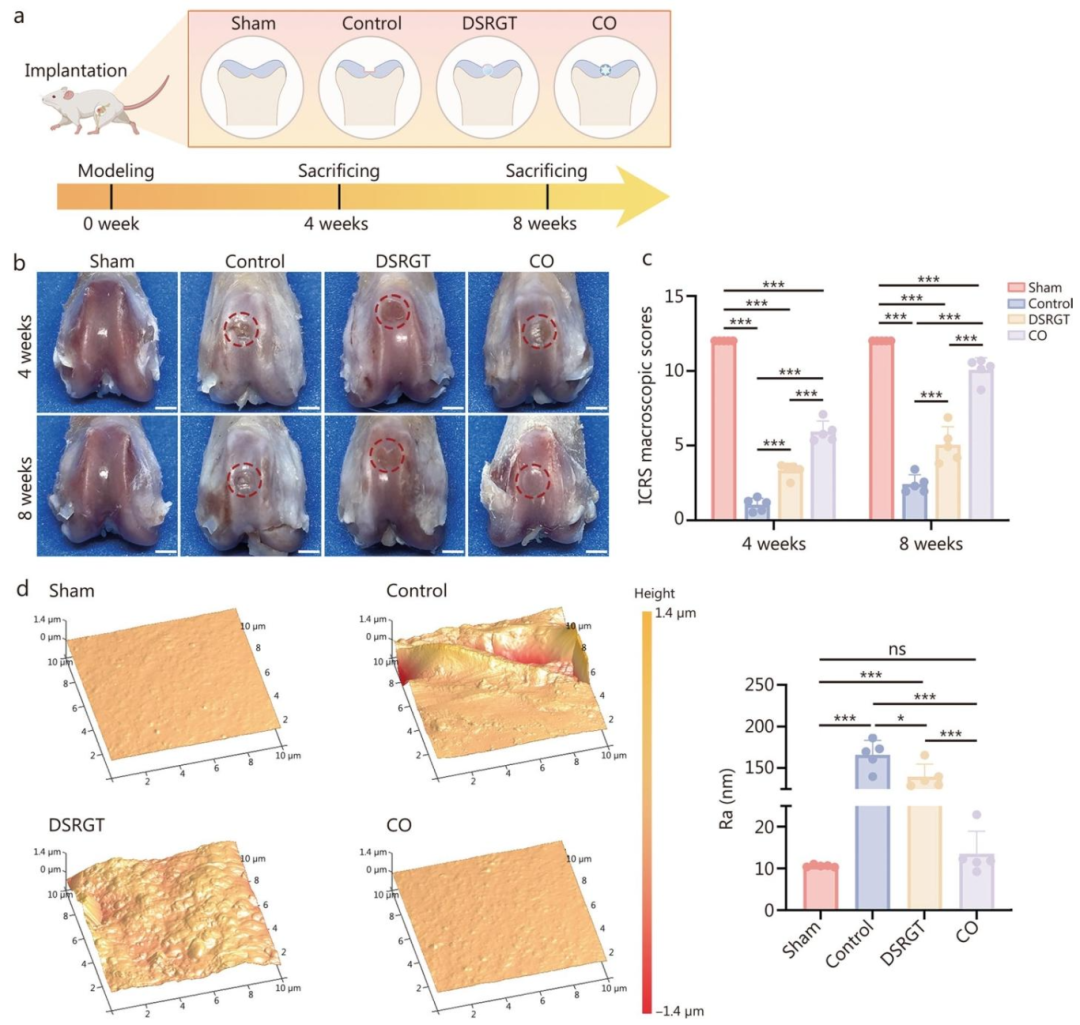 图 6：体内软骨修复的宏观评估