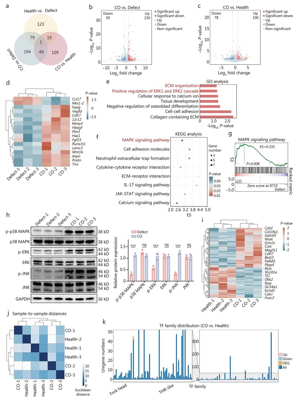 图 7：软骨再生机制的转录组分析