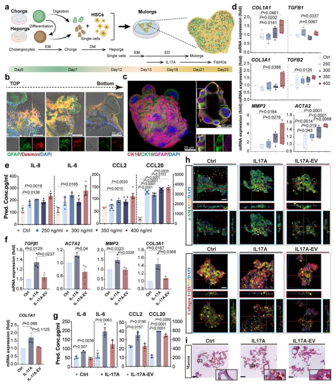 图 3：EVMSC 逆转 IL-17A 诱导的纤维化类器官(FibHOs)