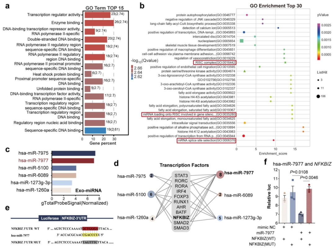 图 4：EVMSC 来源的 miR-7977 靶向 NFKBIZ 抑制 Th17 分化