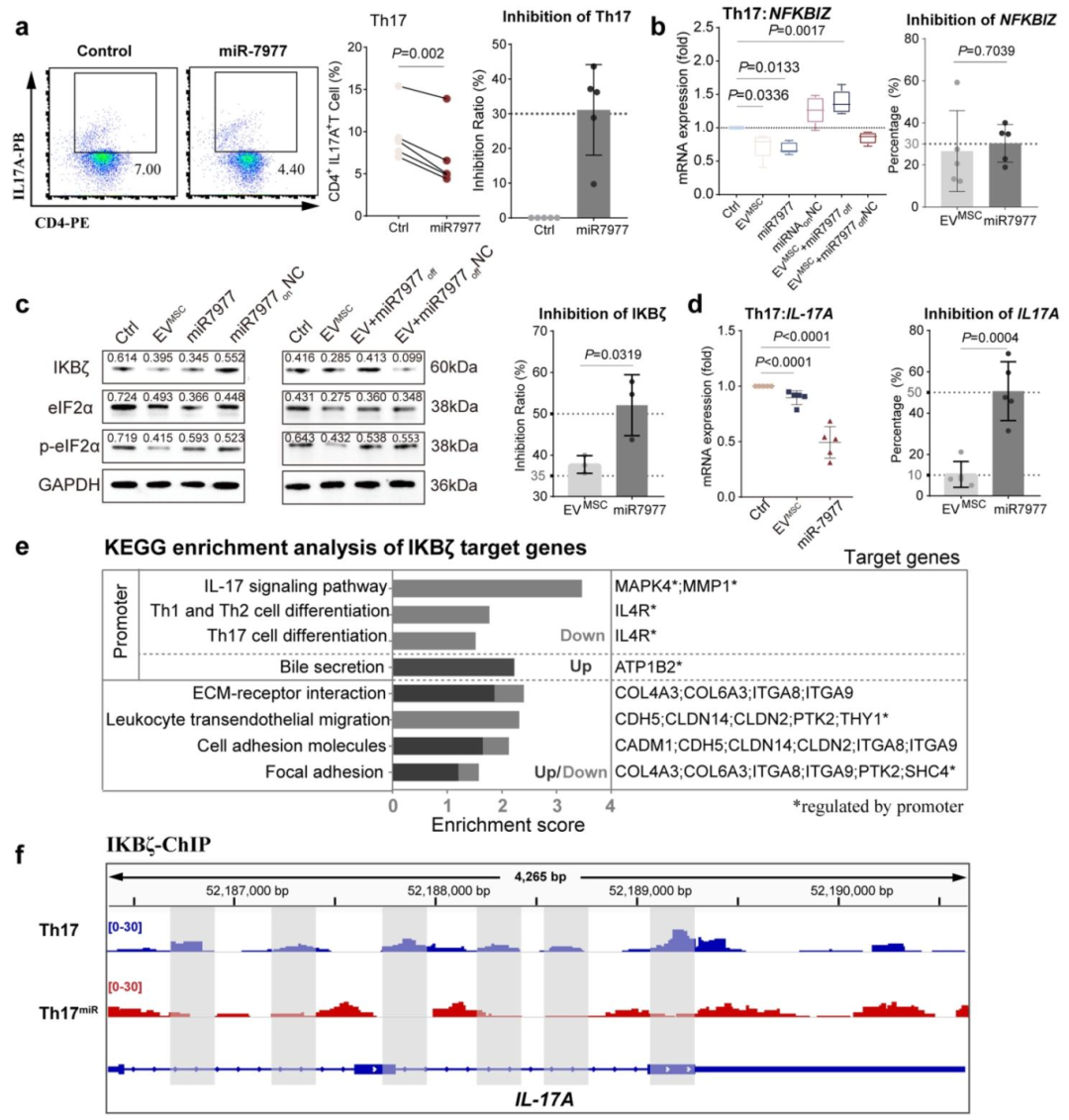 图 5：EV 来源的 miR-7977 通过减少 IκBζ 抑制 Th17 分化及 IL-17A 表达