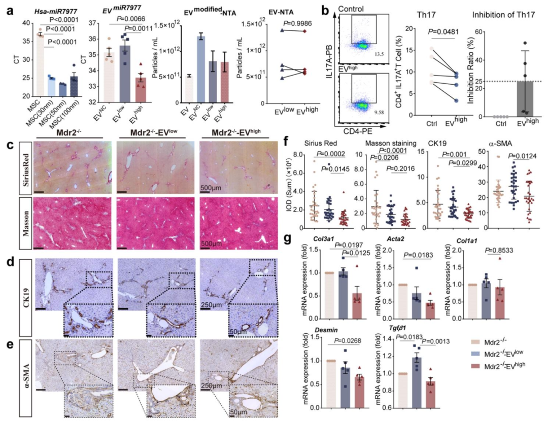 图 6：EVhigh 有效改善 Mdr2-/- 小鼠胆管周围纤维化微环境