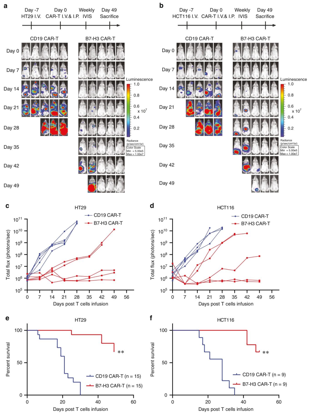 图 3：B7-H3 CAR-T 抑制体内转移性 CRC