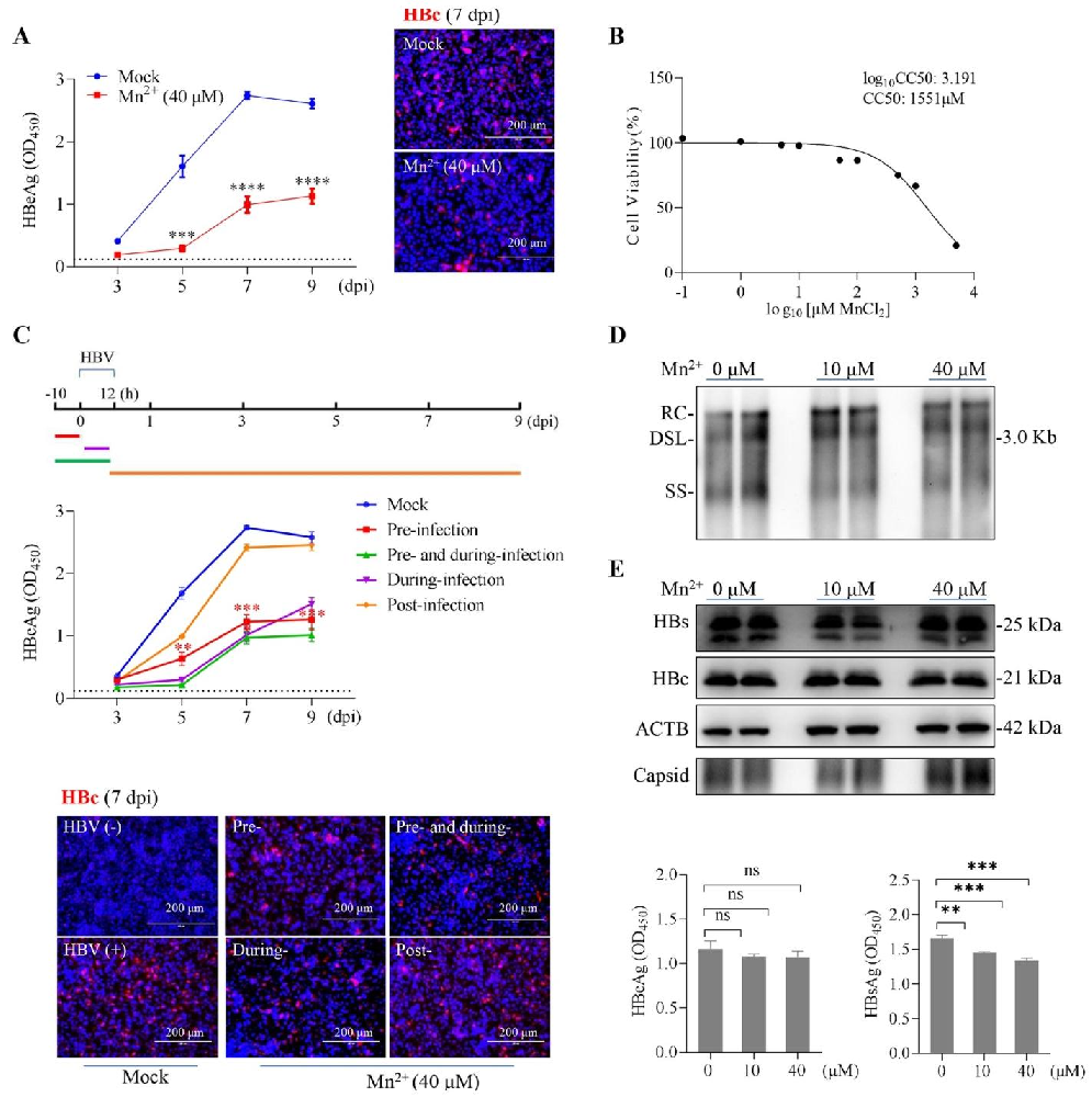 图1：MnCl₂抑制 HBV 新发感染但不影响病毒复制