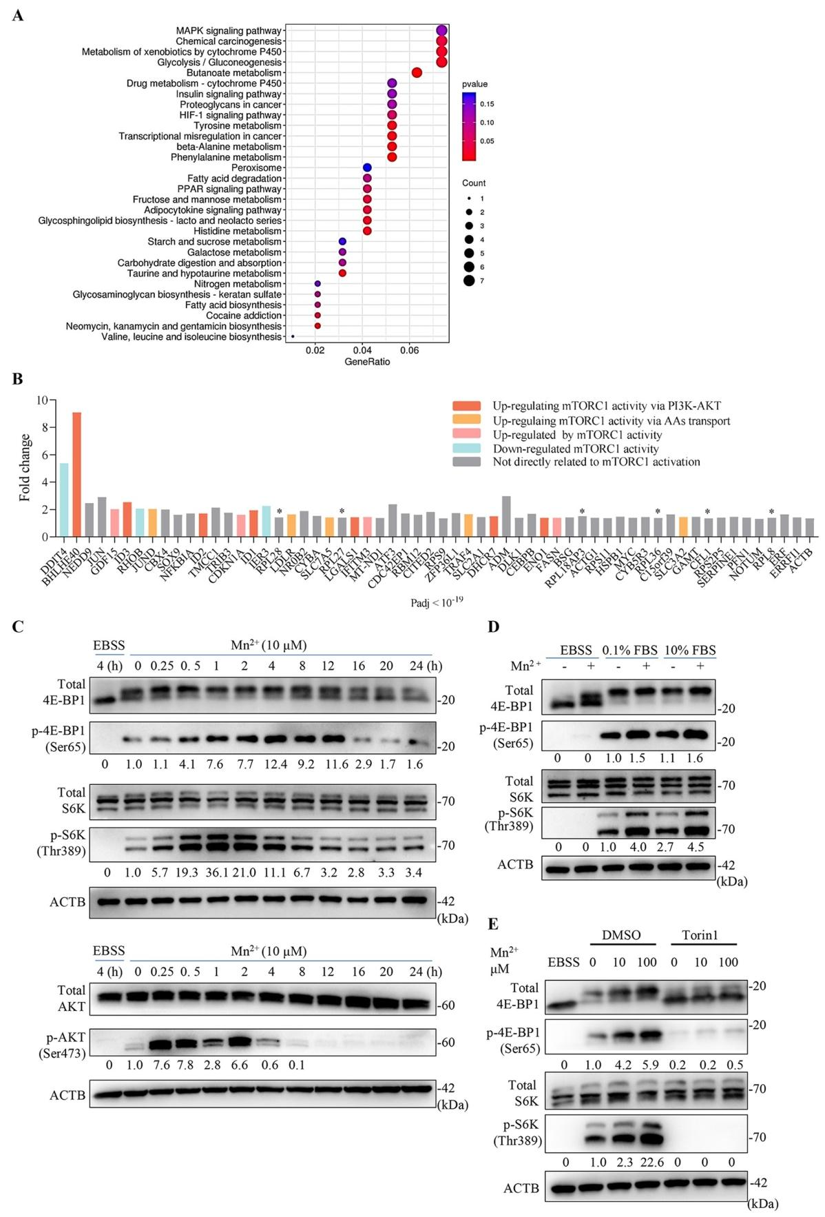图2：Mn²⁺在营养充足条件下激活 mTORC1 通路