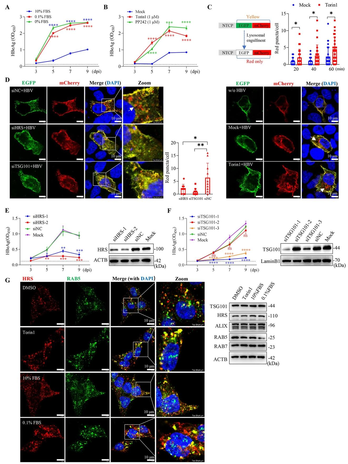 图3：mTORC1 失活促进 HBV 感染