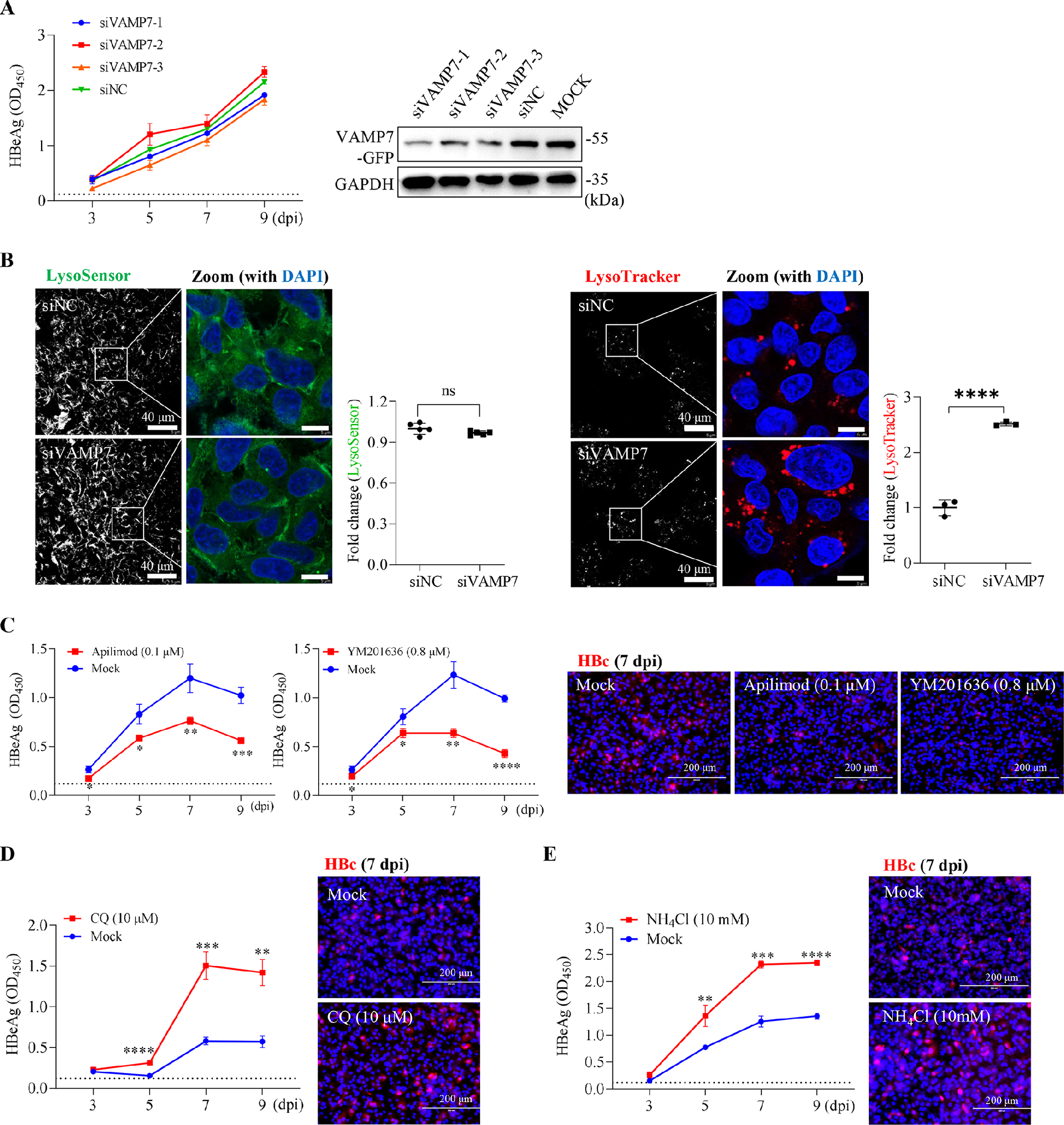 图4：HBV 感染不需要内体 - 溶酶体融合