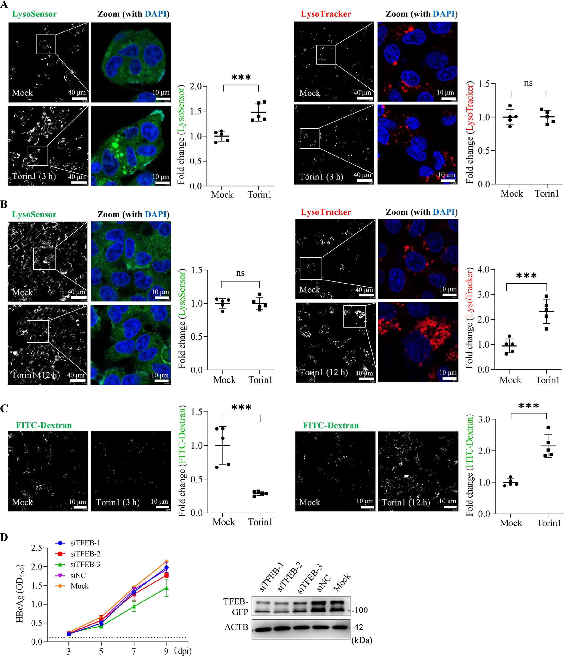 图6：持续抑制 mTORC1 导致溶酶体功能障碍