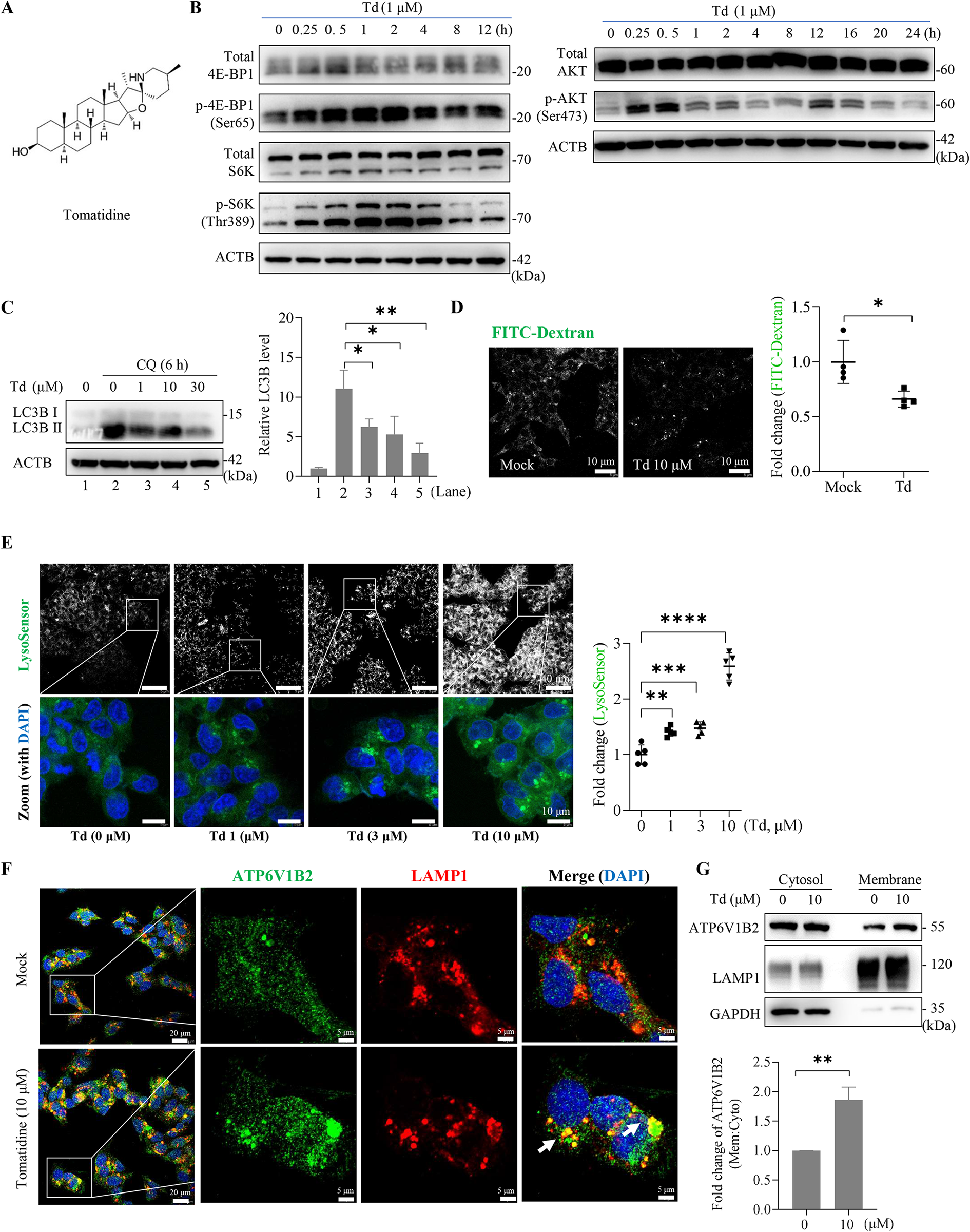 图7：番茄碱模拟 Mn²⁺激活 mTORC1 并增强溶酶体酸化