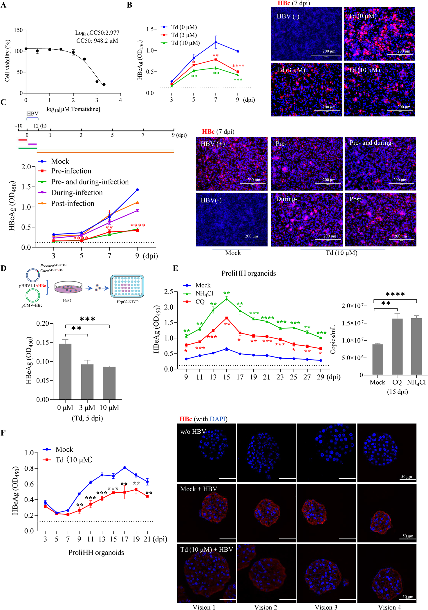 图8：番茄碱在细胞和类器官中抑制 HBV 感染