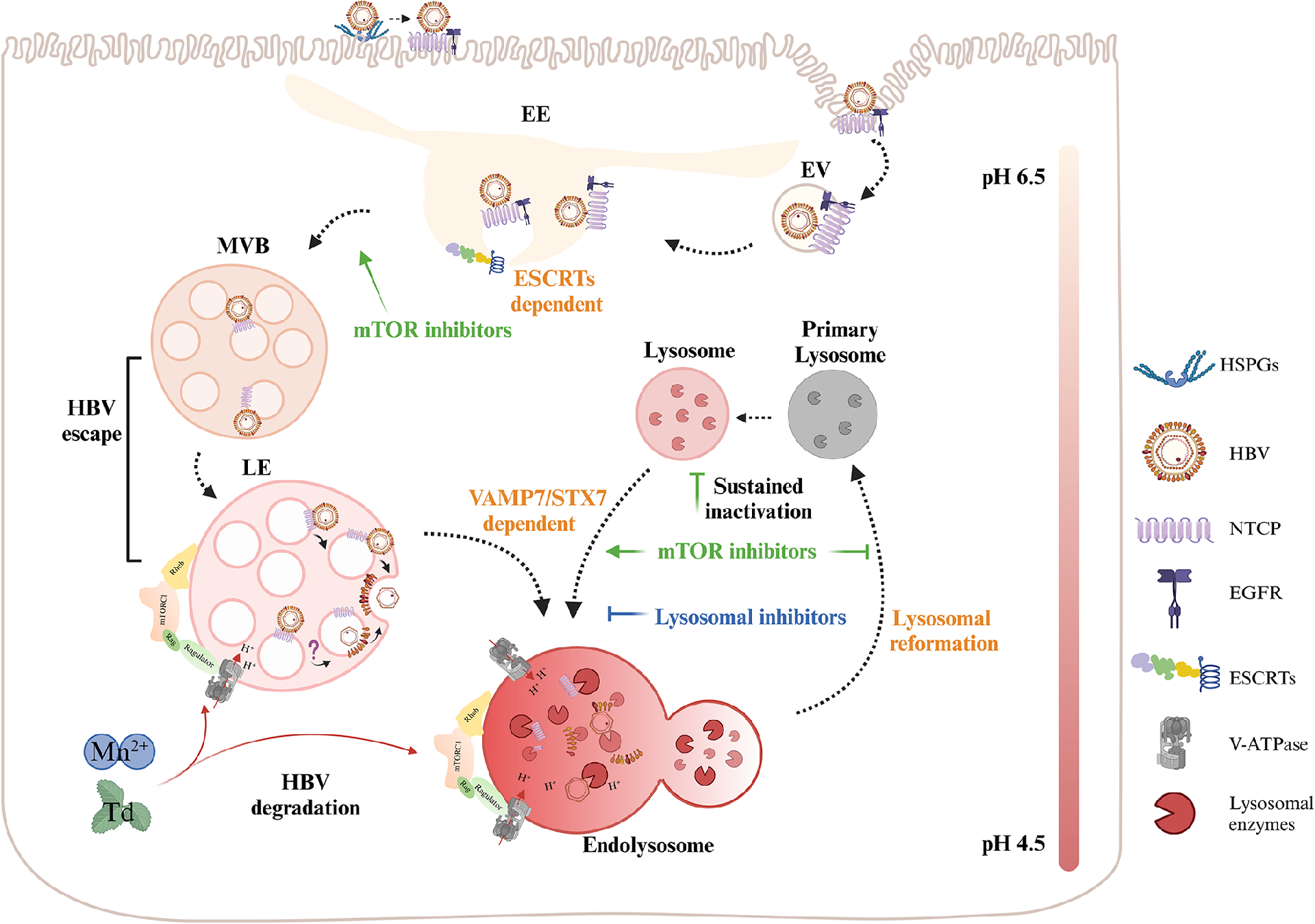 图9：HBV 早期感染调控机制示意图