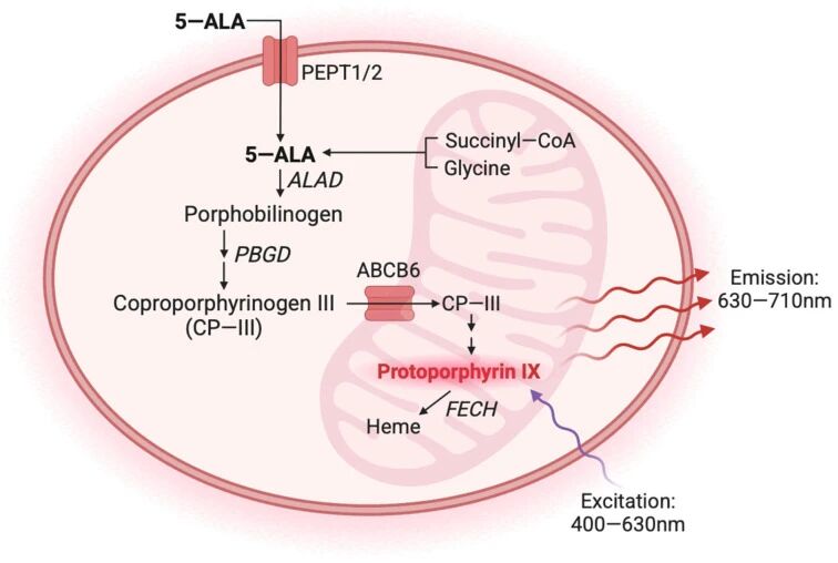 图 1：5-ALA 代谢通路及荧光产生机制