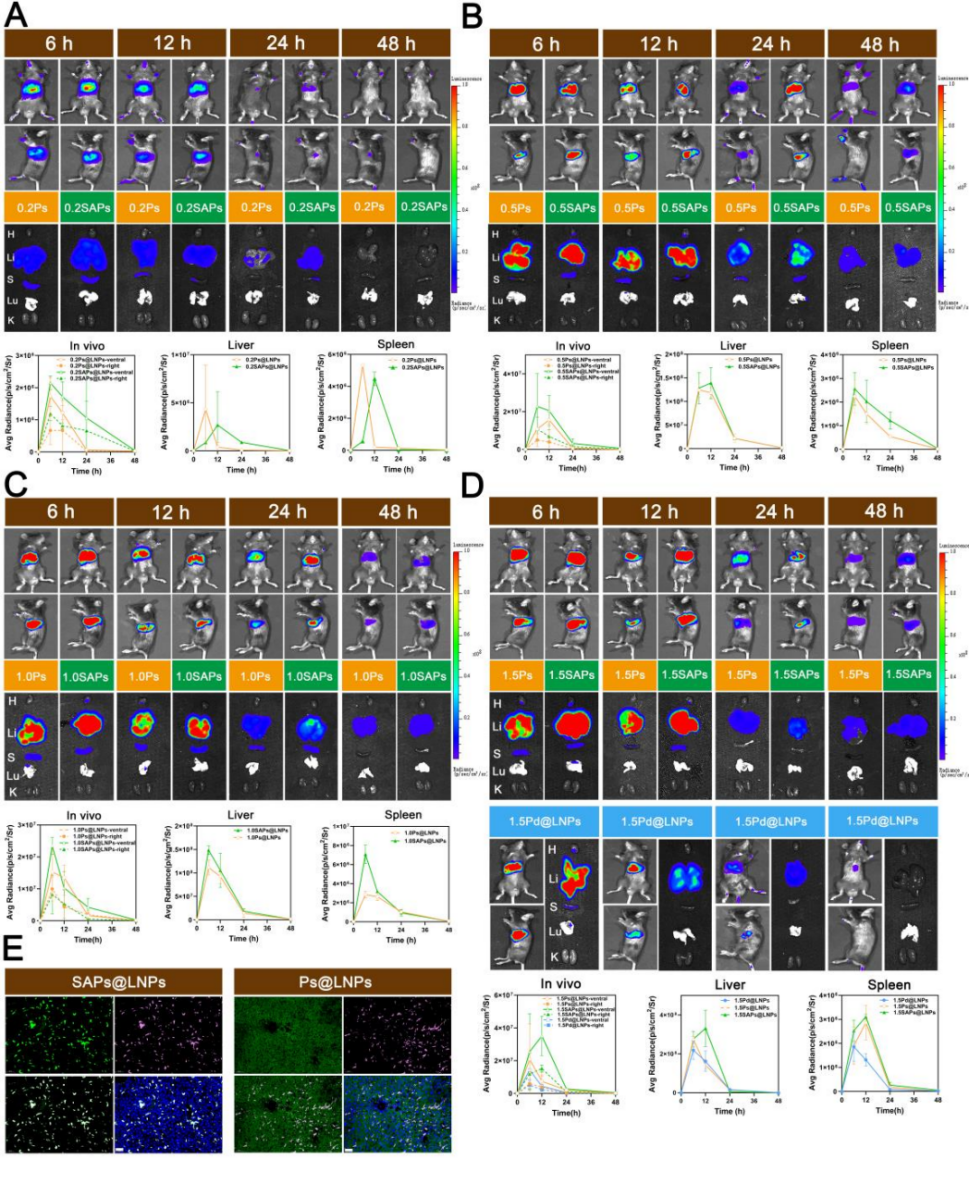 图3 静脉注射SA修饰LNPs的体内转染效率。