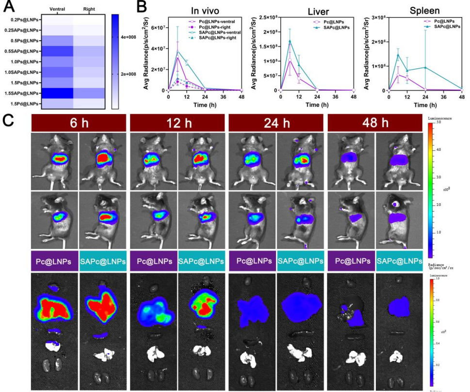 图4 静脉注射SA与不同可切割PEG-脂质共修饰LNPs的体内转染效率。