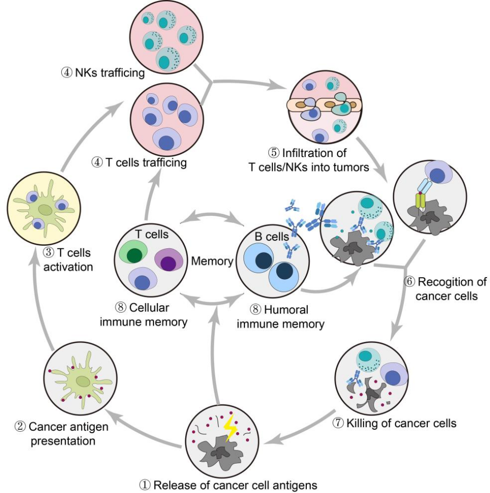 图10 图形摘要：ALE与PLE、普适性及增强的转染效率示意图。