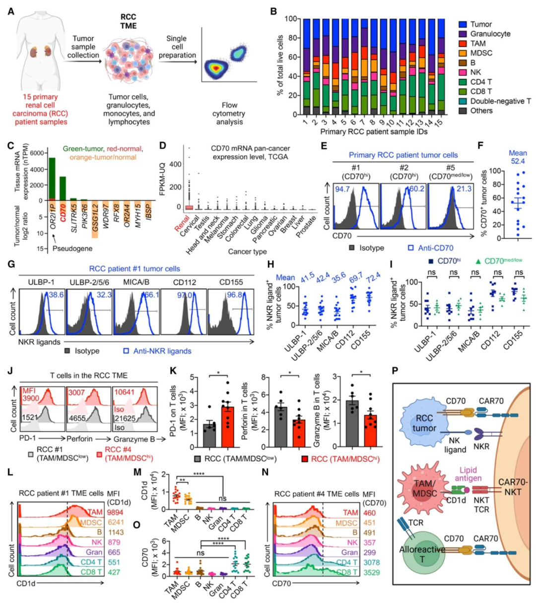 图1：RCC 患者样本生物标志物分析