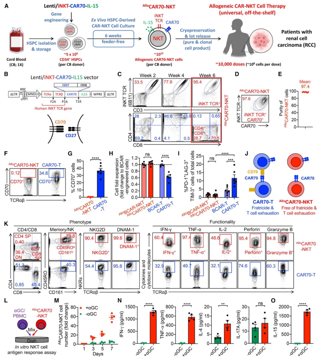 图2：AlloCAR70-NKT 细胞构建与特性验证