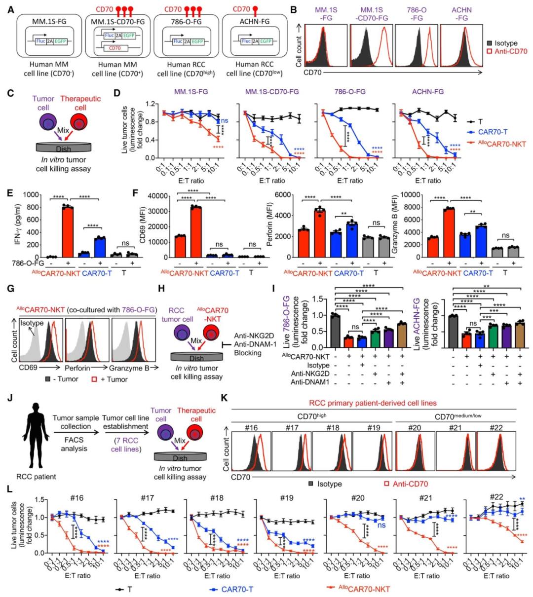 图3：AlloCAR70-NKT 体外杀伤机制验证