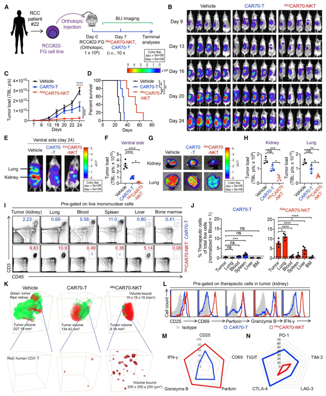 图4：原位 RCC PDX 模型体内疗效