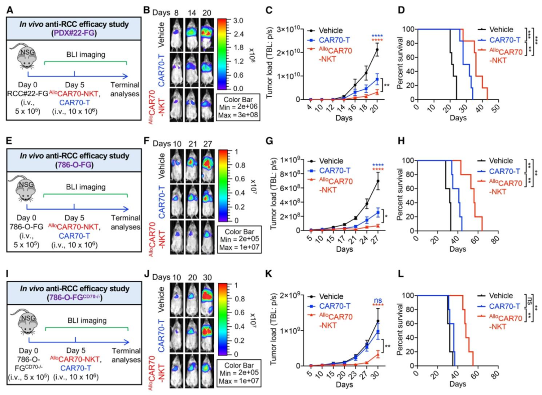 图5：RCC 转移模型体内疗效