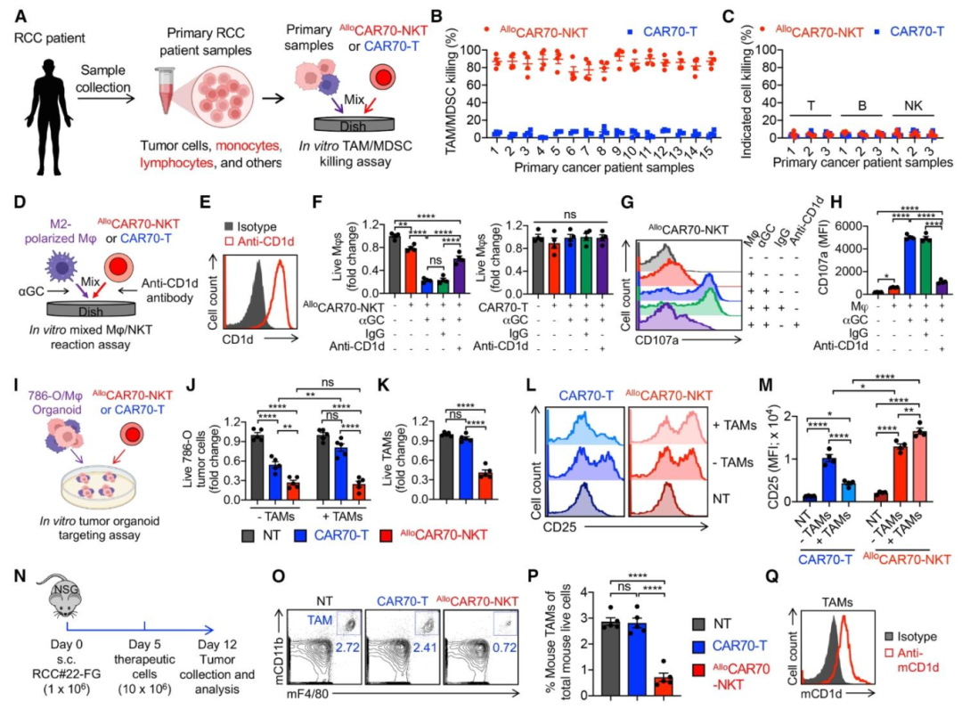 图6：AlloCAR70-NKT 靶向 RCC TME