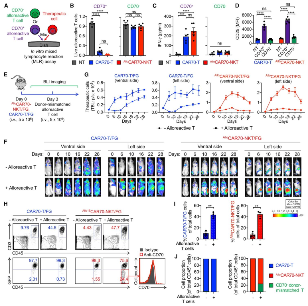 图7：AlloCAR70-NKT 清除同种反应 T 细胞