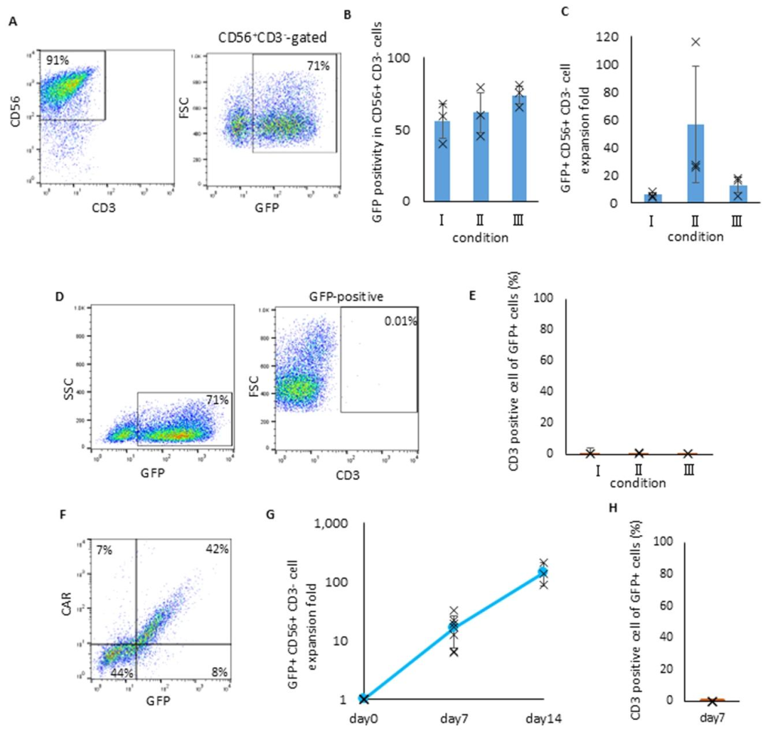 图5：抗 CD19 CAR-NK 的构建效率