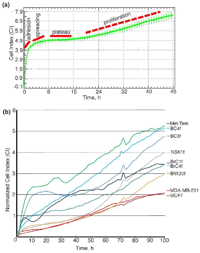 图1：CAF 增殖动力学特征