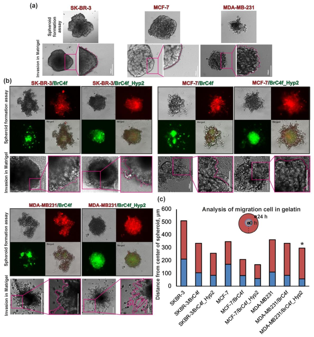 图6：缺氧激活 CAF 对乳腺癌转移的影响