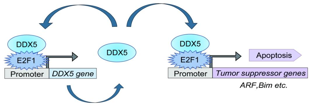 图5：异常 E2F1 与 DDX5 介导肿瘤抑制活性的正反馈环模型