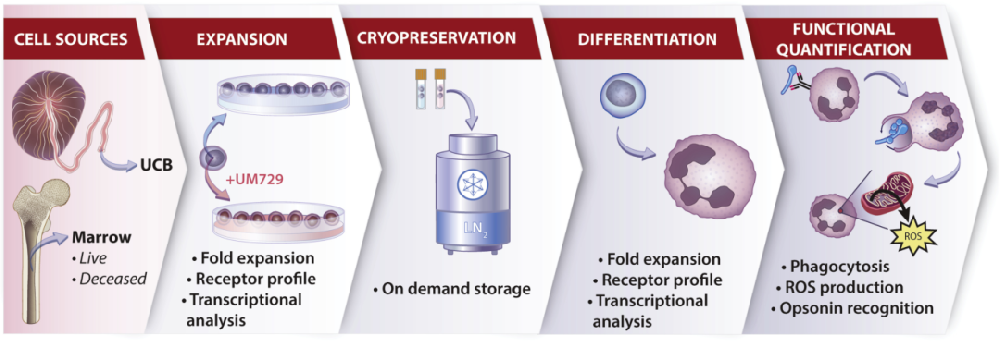 图1:研究 workflow 示意图