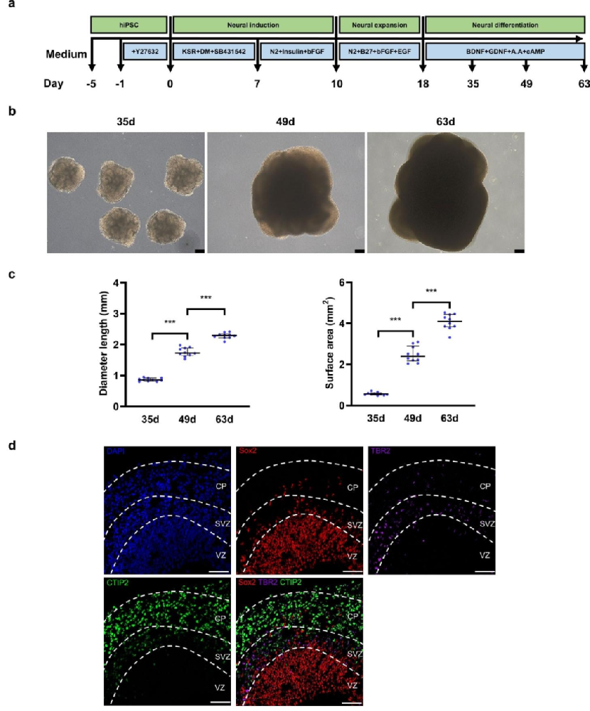 图 1：脑类器官的生成与表征