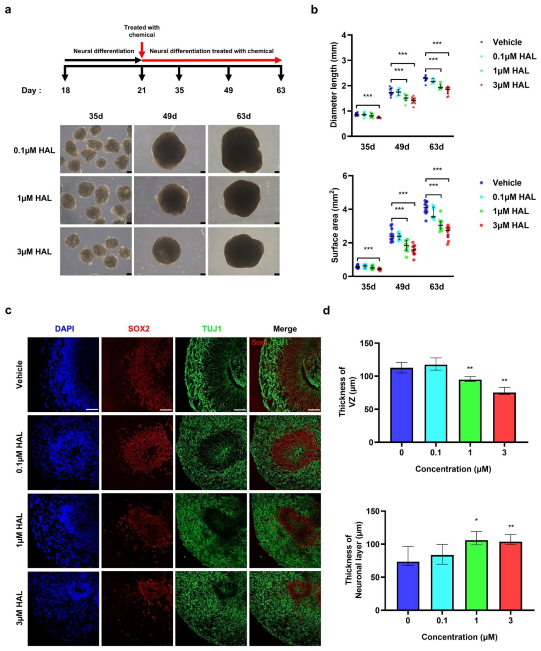 图 2：氟哌啶醇对人脑类器官的影响