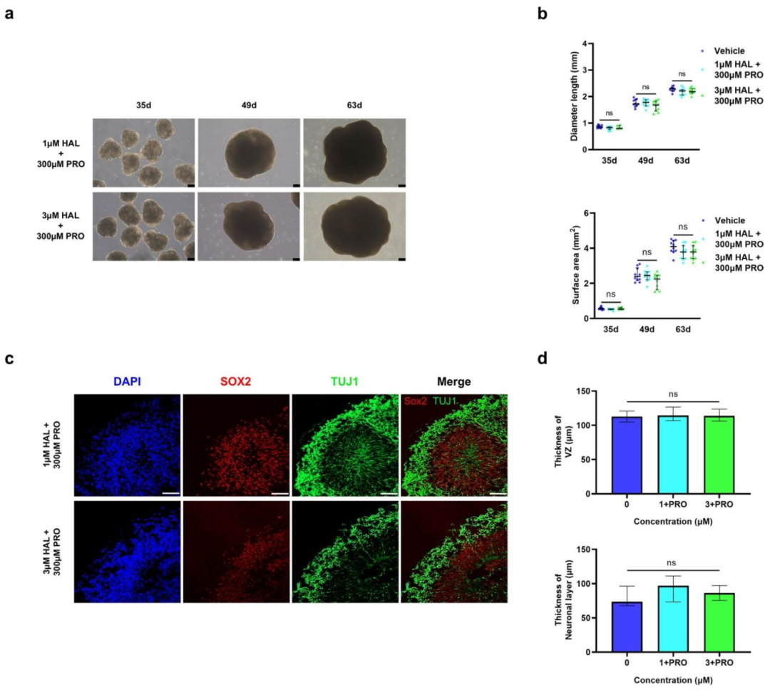 图 3：丙酸钠对氟哌啶醇诱导的类器官损伤的拯救作用