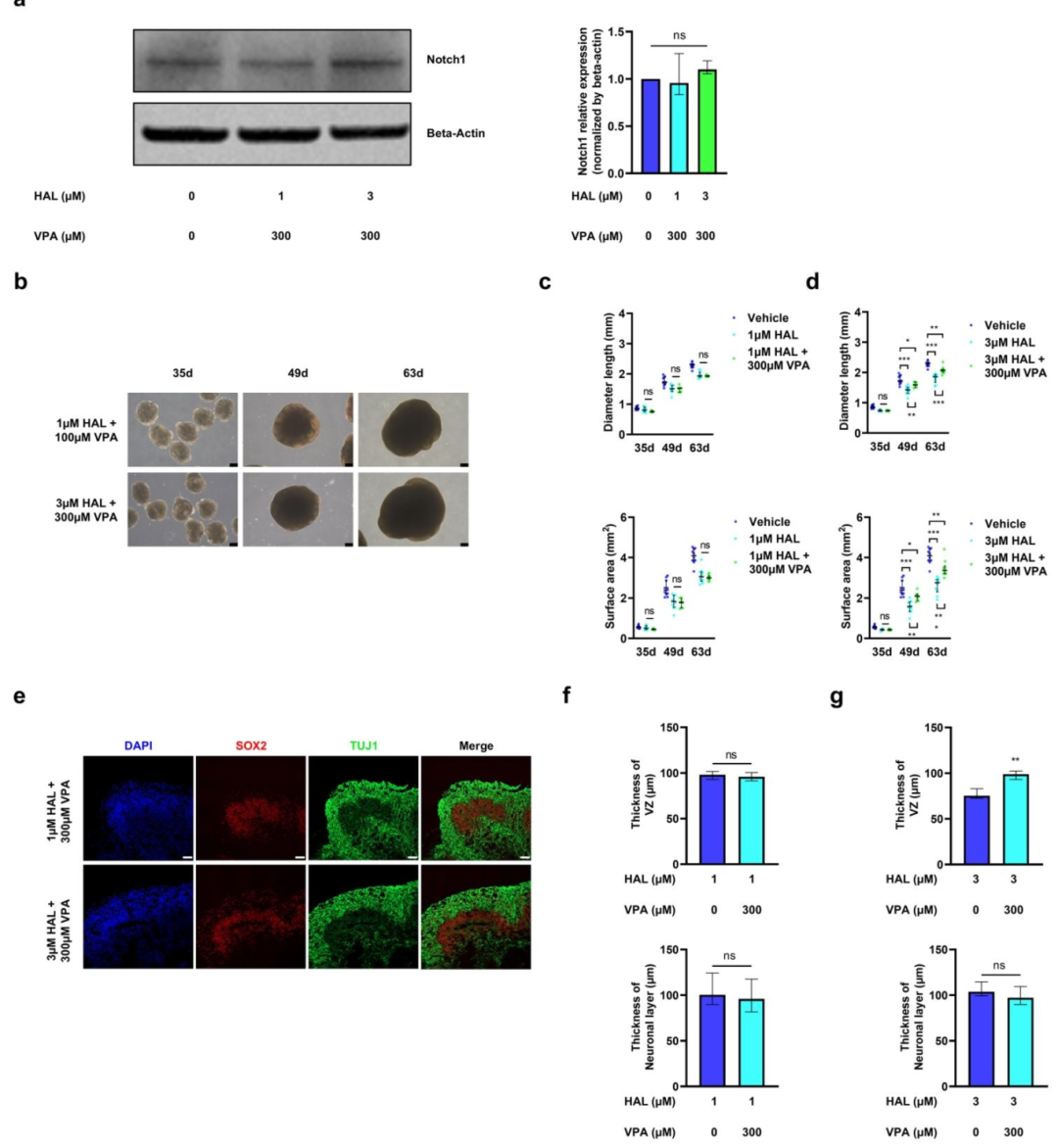 图 5：丙戊酸对氟哌啶醇诱导的类器官损伤的部分拯救