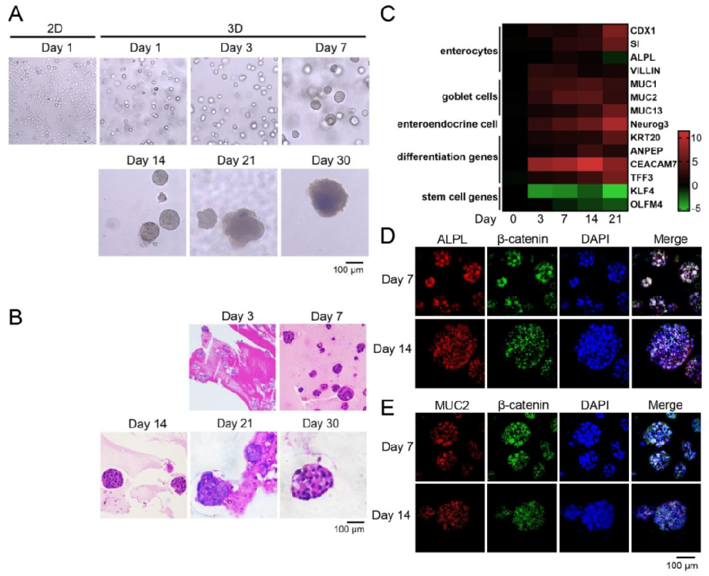 图 1：人类肠道类器官(HIOs)的培养与鉴定