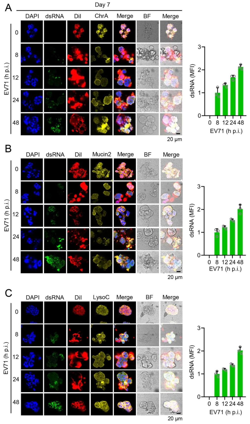 图 2：EV71 在培养 7 天的人类肠道类器官(HIOs)中的感染与复制