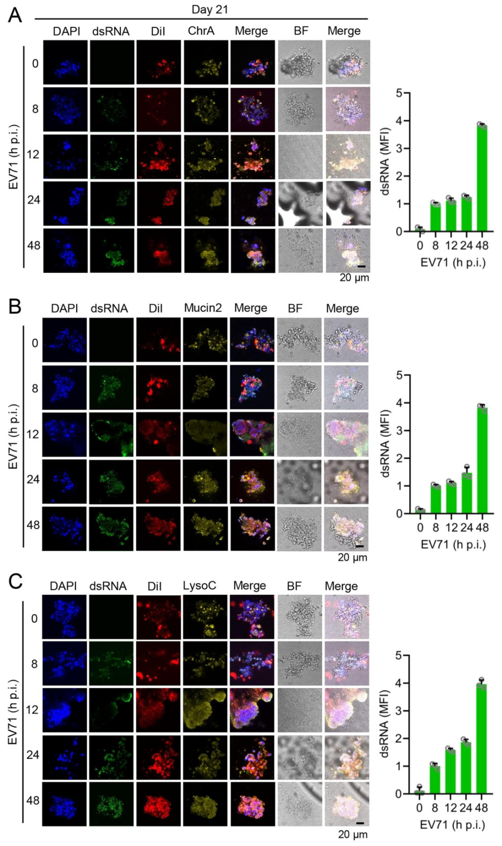 图 4：EV71 在培养 21 天的人类肠道类器官(HIOs)中的感染与复制