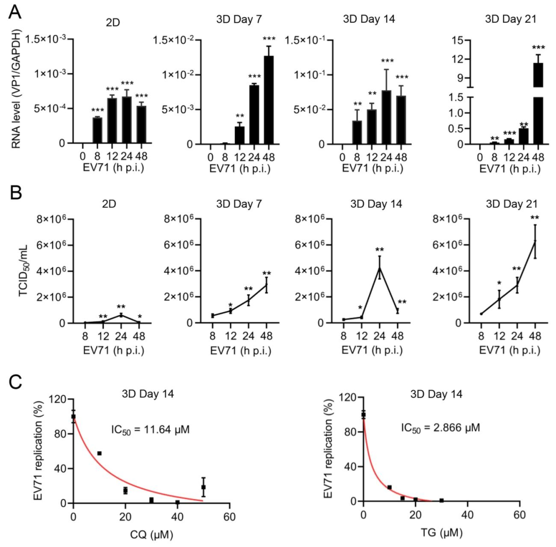 图 5：EV71 在 2D 与 3D 培养中的复制差异及药物测试