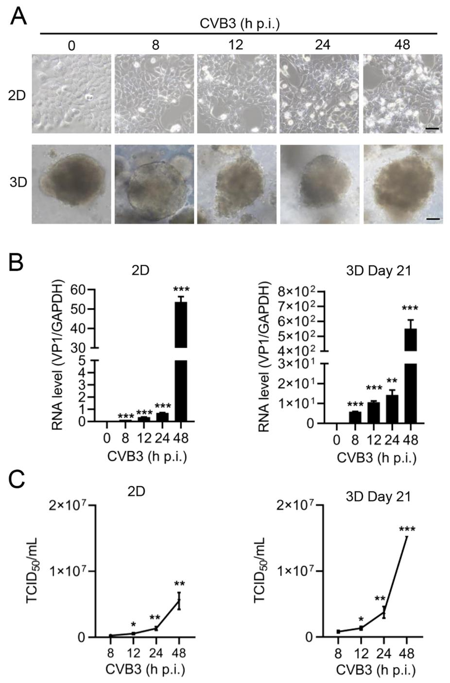 图 6：CVB3 在 HIOs 中的复制