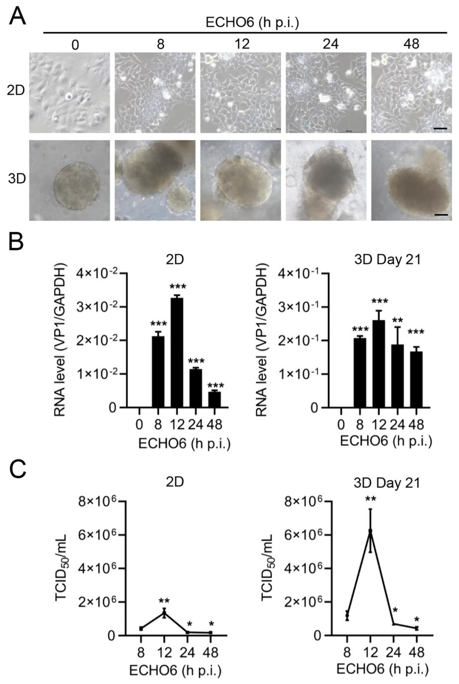 图 7：ECHO6 在 HIOs 中的复制