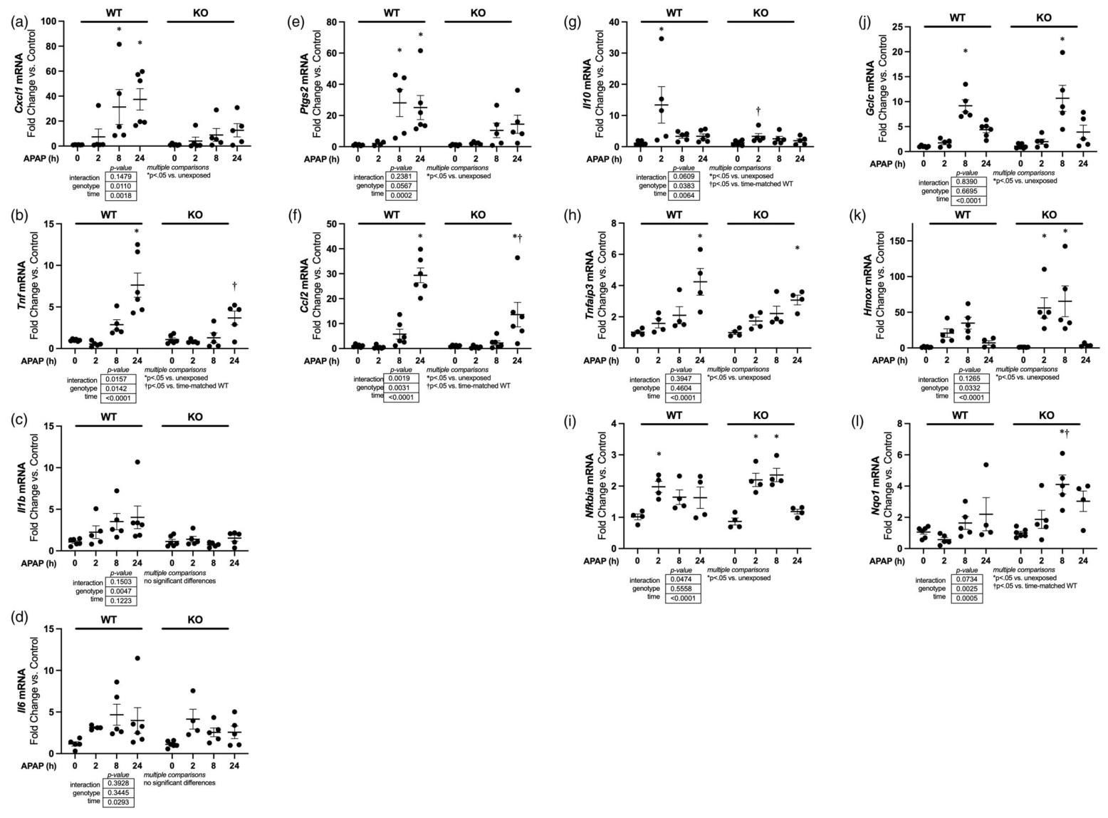 图 3：APAP 诱导的急性转录反应(2-24 小时)