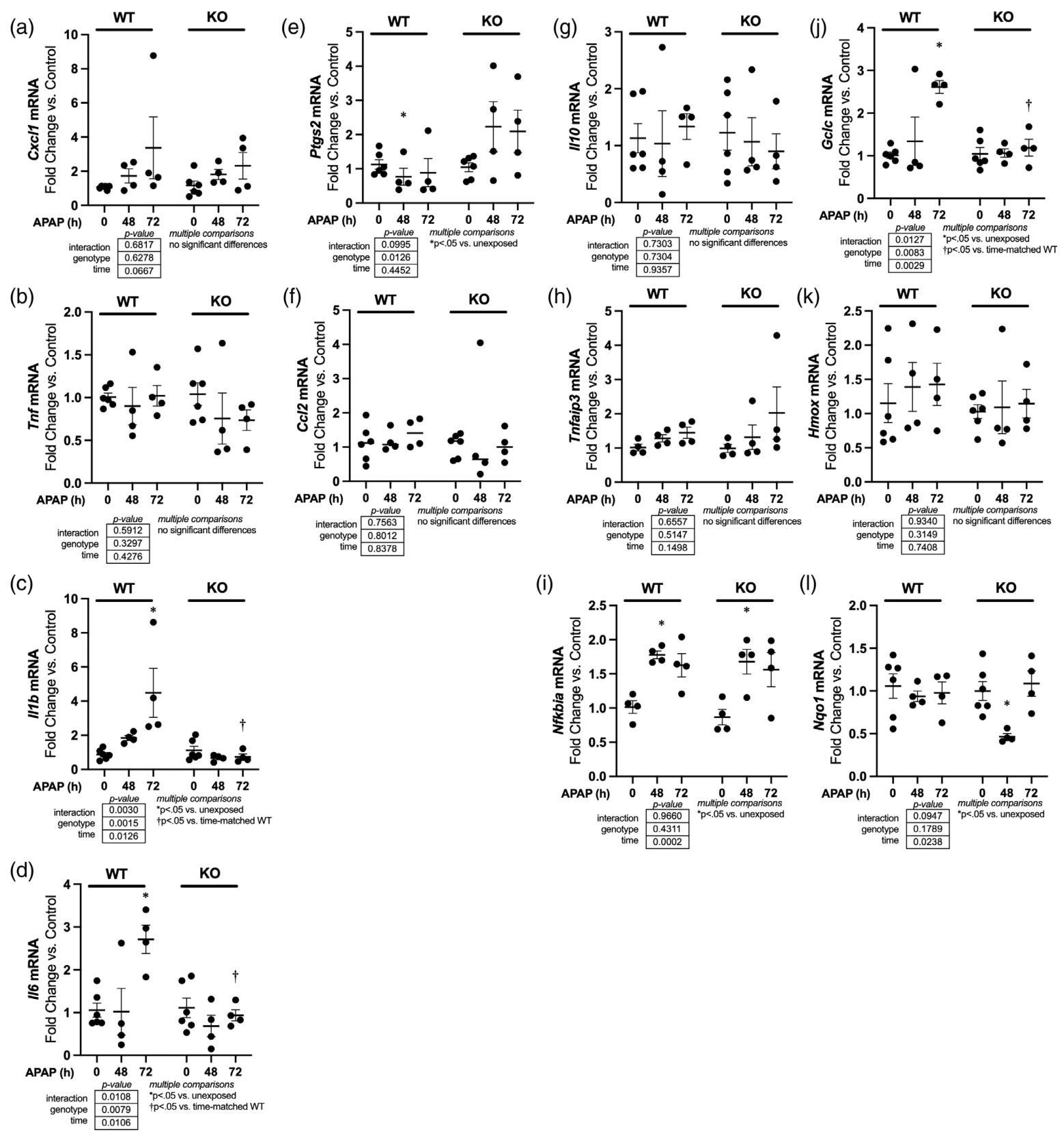 图 5：APAP 诱导的晚期转录反应(48-72 小时)