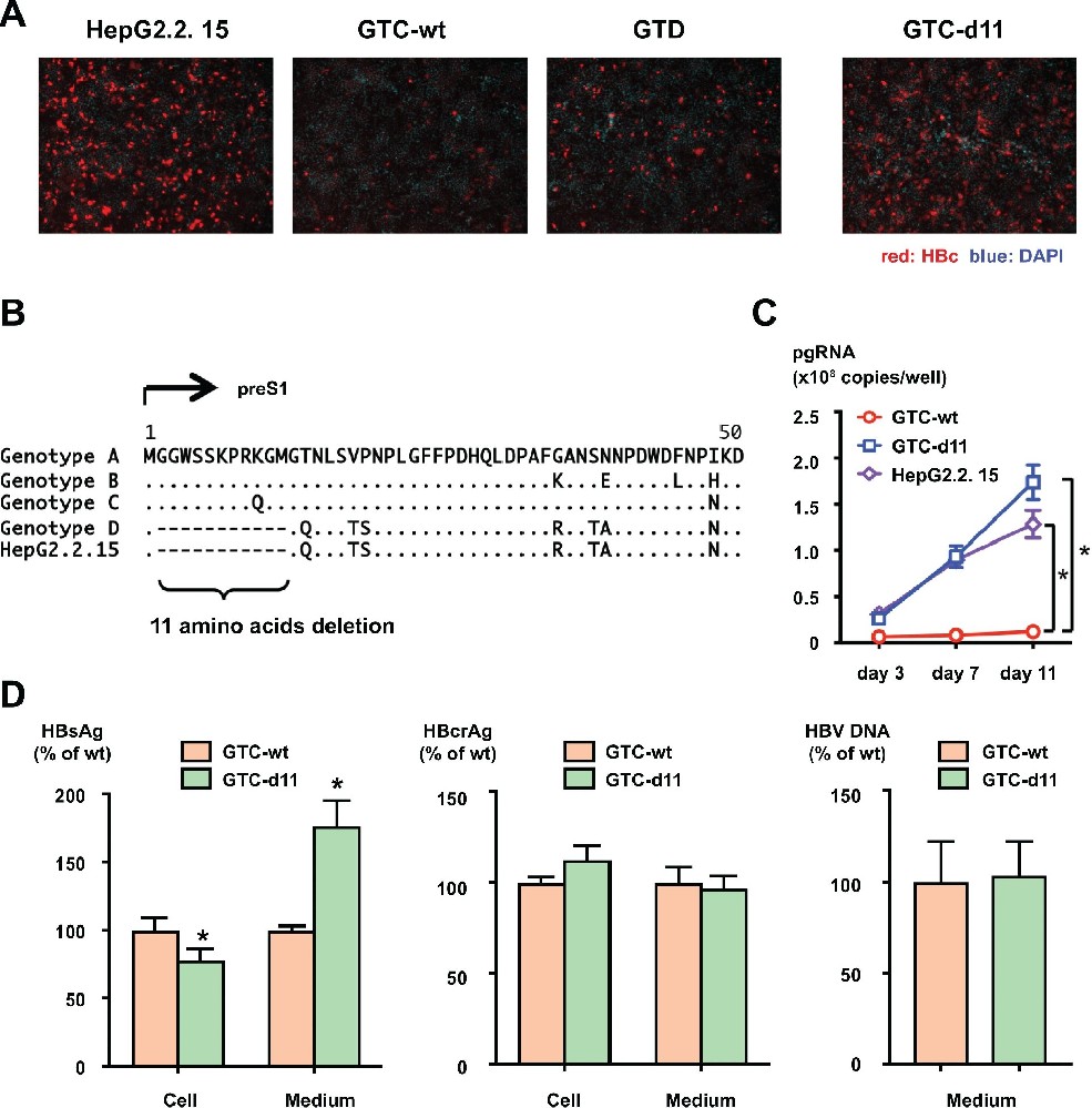 图 1：preS1 区 d11 增强 HBVcc 的感染效率