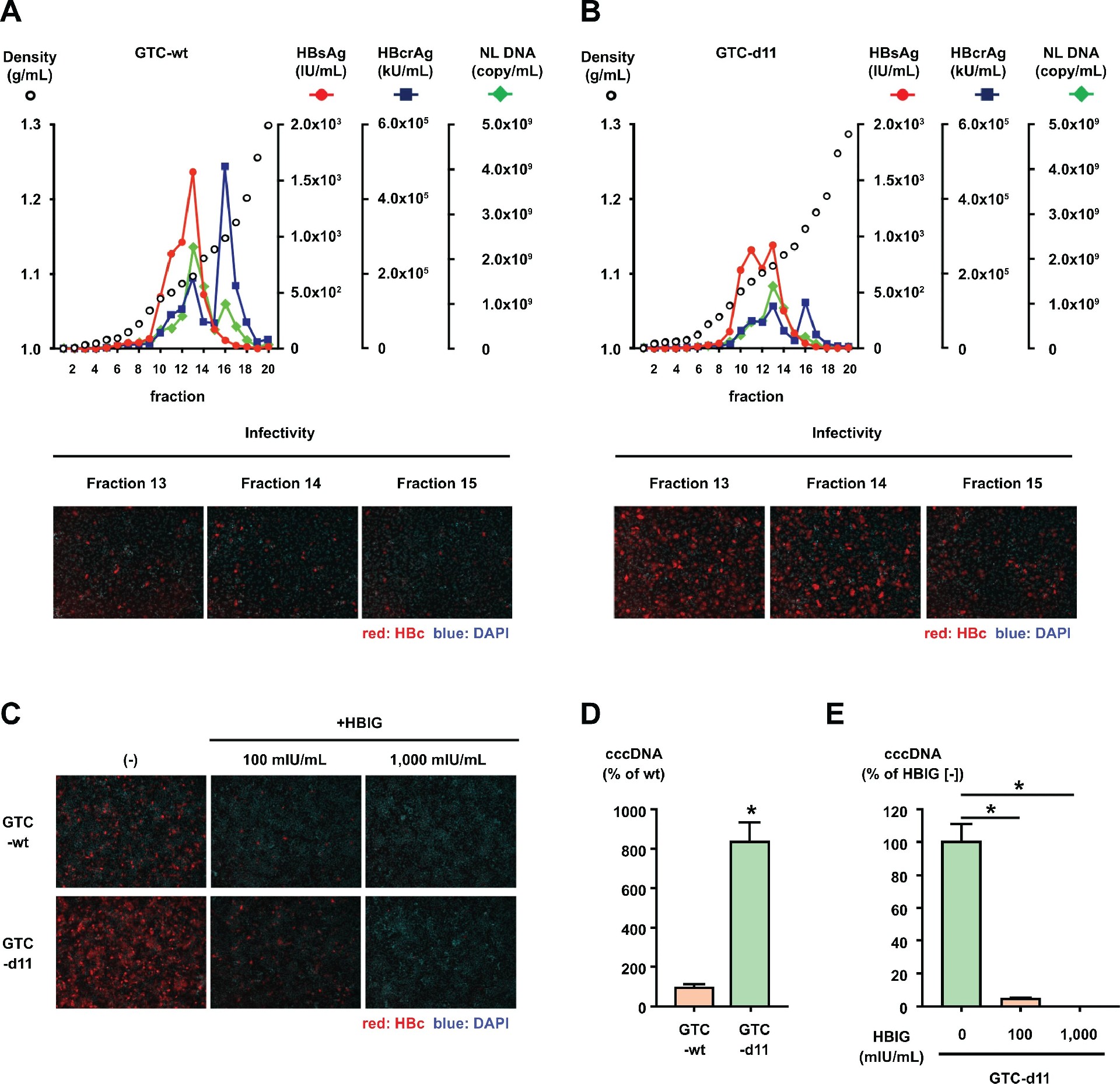 图 2：HBVcc 的密度梯度分析与 cccDNA 合成