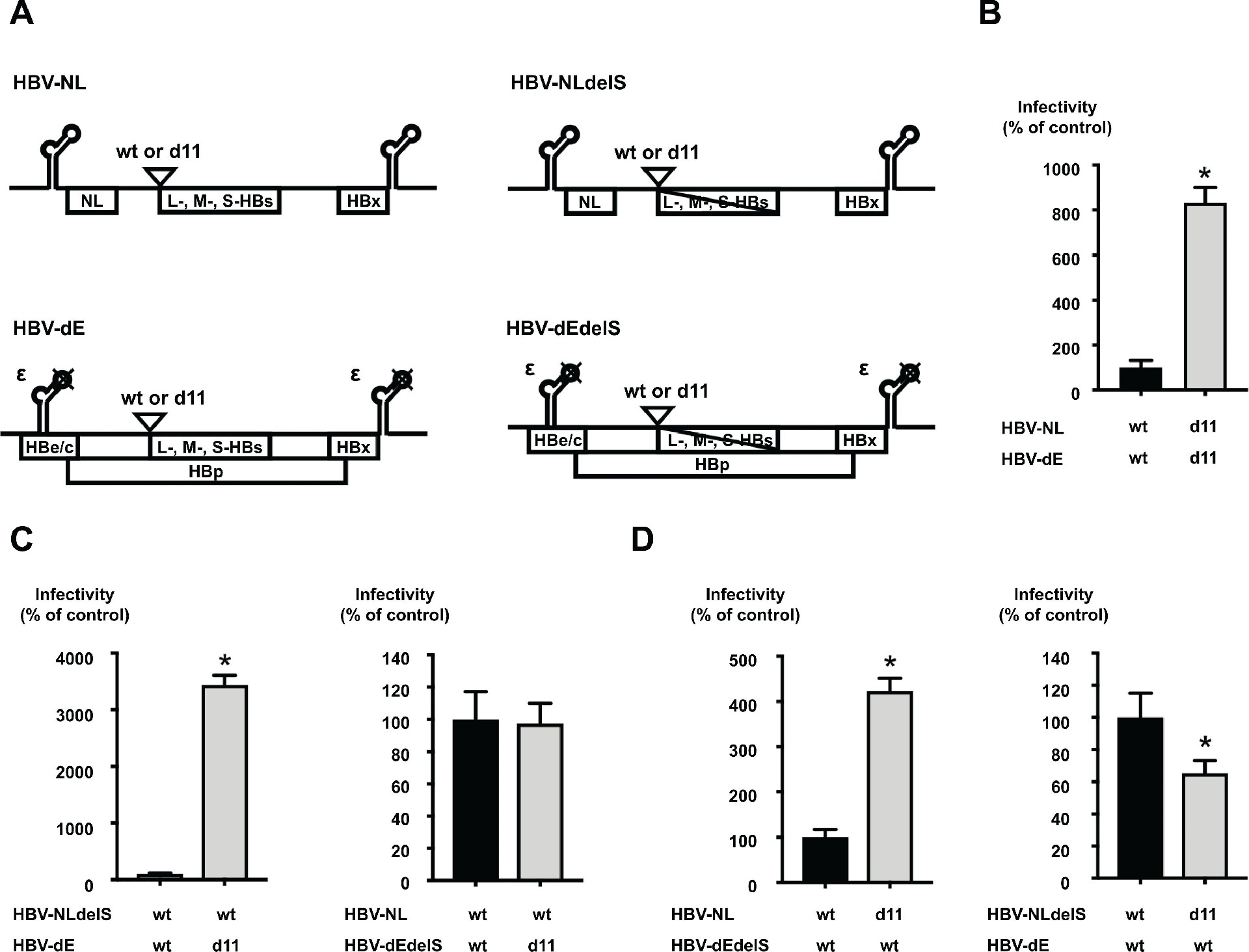 图 3：L-HBs 蛋白的 d11 是感染增强的关键
