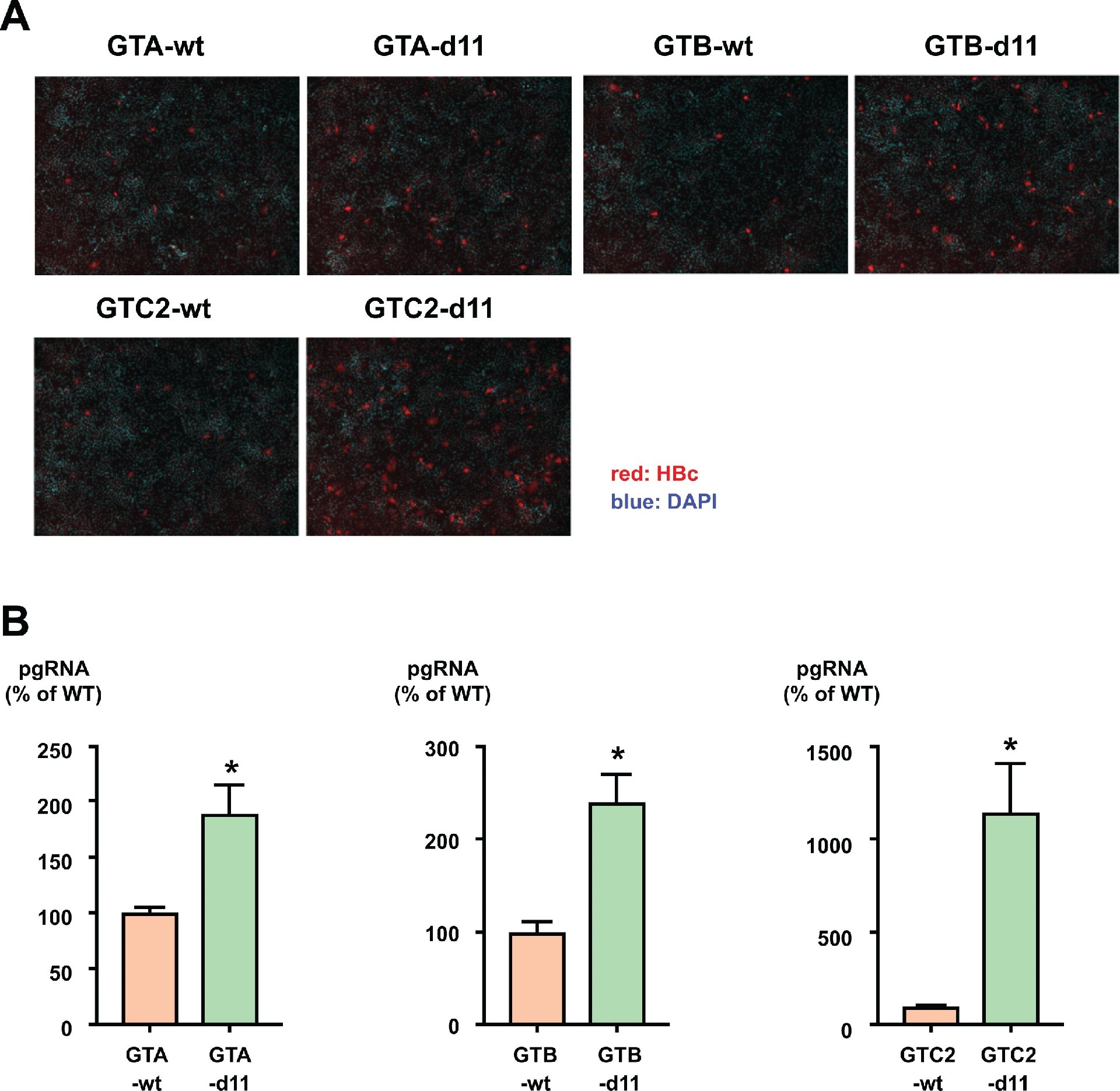 图 6：d11 的感染增强效应适用于多基因型 HBV