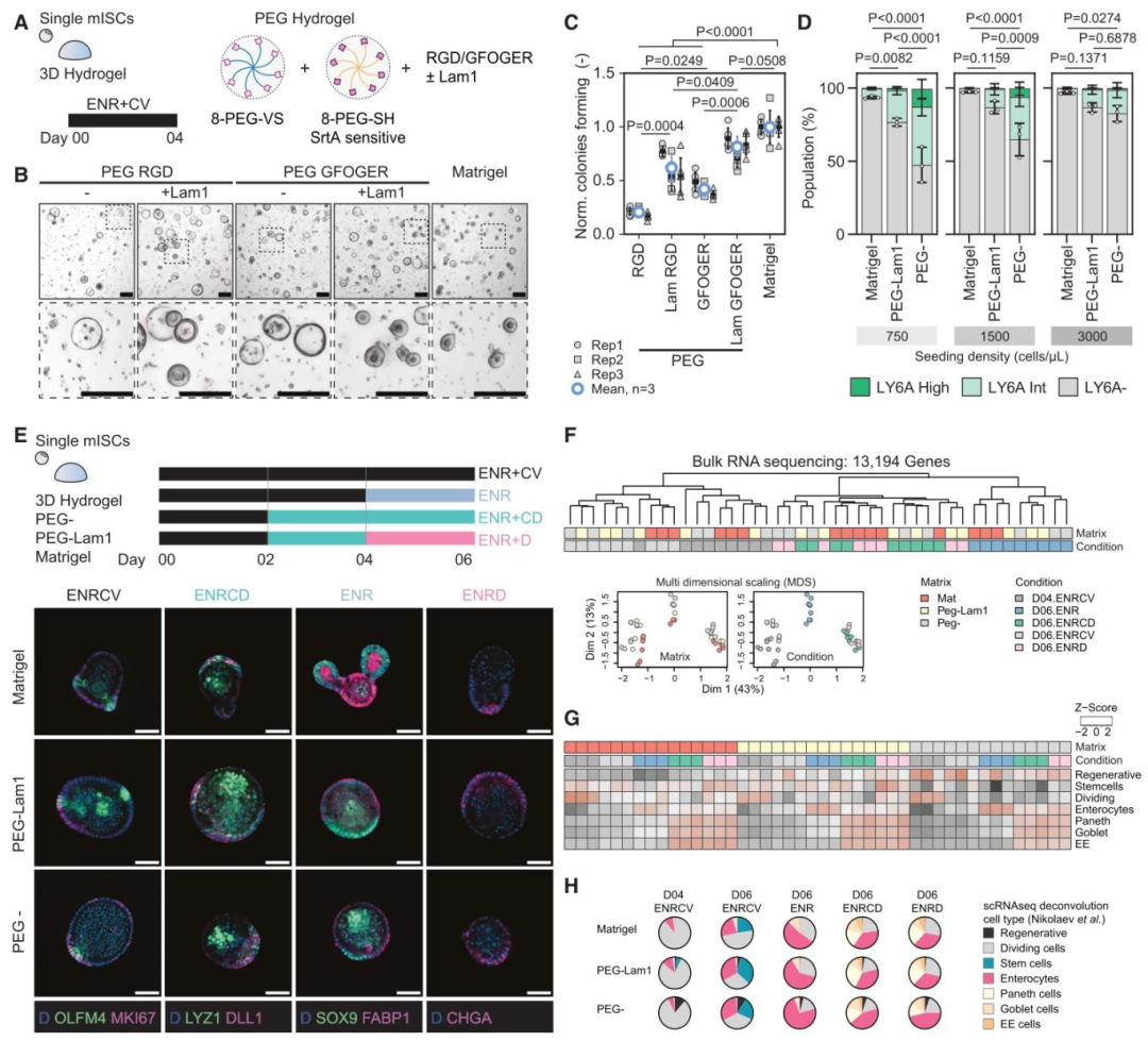 图 1：3D 水凝胶中鼠肠道干细胞(mISCs)的类器官形成与再生表型